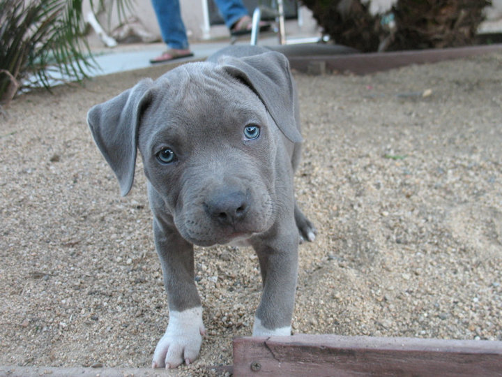 american pitbull mixed with blue pit