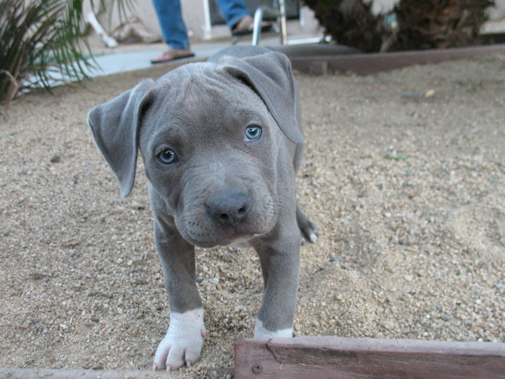 american blue pitbull